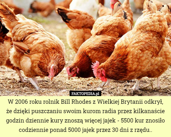W 2006 roku rolnik Bill Rhodes z Wielkiej Brytanii odkrył,
 że dzięki puszczaniu swoim kurom radia przez kilkanaście godzin dziennie kury znoszą więcej jajek - 5500 kur znosiło codziennie ponad 5000 jajek przez 30 dni z rzędu.. 