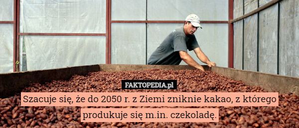 Szacuje się, że do 2050 r. z Ziemi zniknie kakao, z którego produkuje się m.in. czekoladę. 