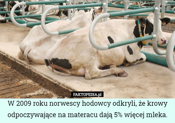 W 2009 roku norwescy hodowcy odkryli, że krowy odpoczywające na materacu dają 5% więcej mleka. 