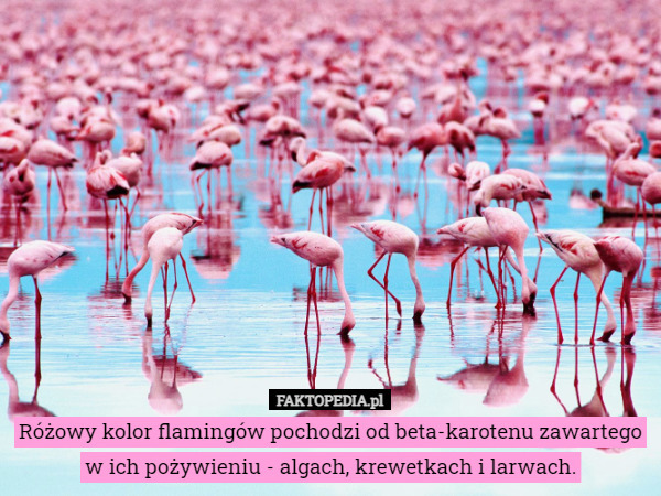 Różowy kolor flamingów pochodzi od beta-karotenu zawartego w ich pożywieniu - algach, krewetkach i larwach. 