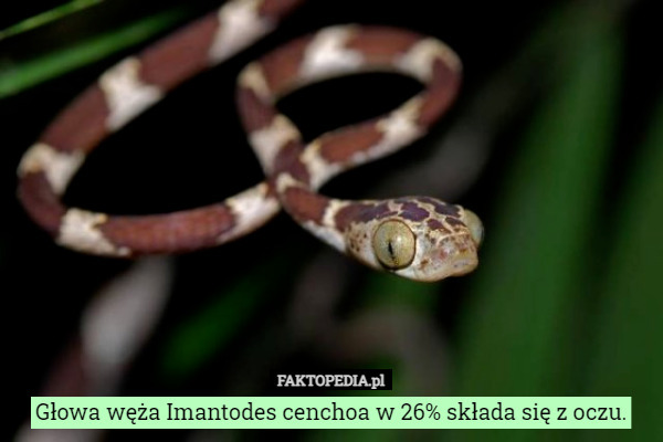 Głowa węża Imantodes cenchoa w 26% składa się z oczu. 