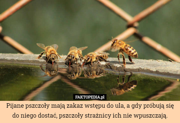 Pijane pszczoły mają zakaz wstępu do ula, a gdy próbują się do niego dostać, pszczoły strażnicy ich nie wpuszczają. 