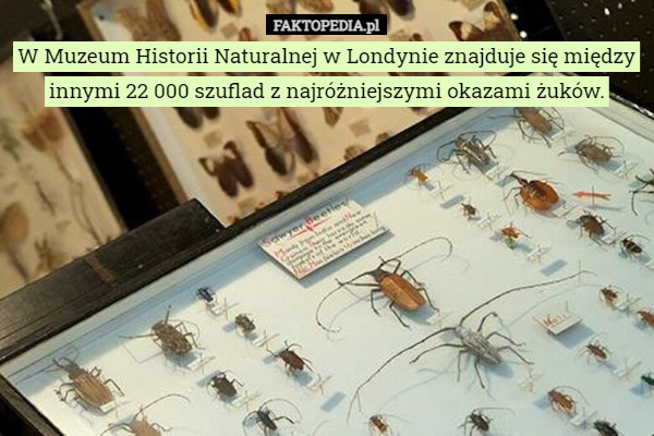 W Muzeum Historii Naturalnej w Londynie znajduje się między innymi 22 000 szuflad z najróżniejszymi okazami żuków. 