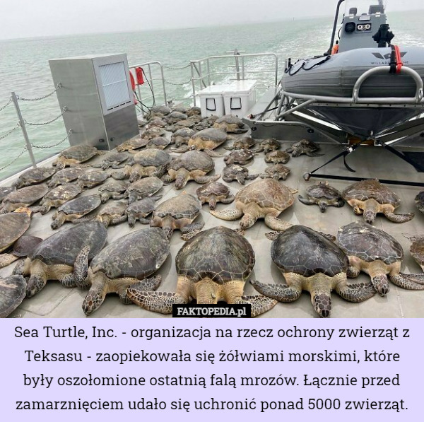 Sea Turtle, Inc. - organizacja na rzecz ochrony zwierząt z Teksasu - zaopiekowała się żółwiami morskimi, które były oszołomione ostatnią falą mrozów. Łącznie przed zamarznięciem udało się uchronić ponad 5000 zwierząt. 