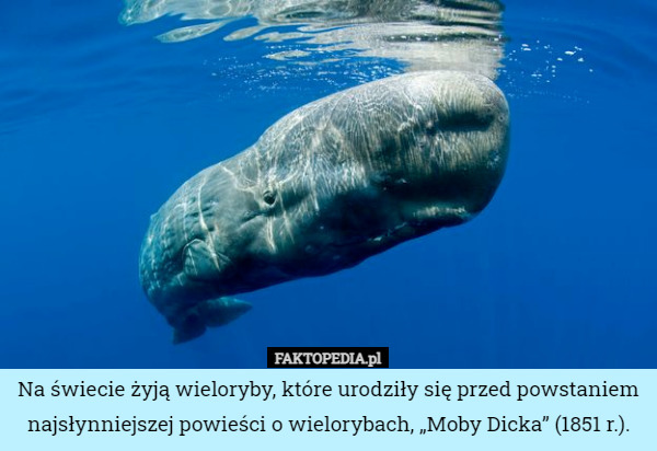Na świecie żyją wieloryby, które urodziły się przed powstaniem najsłynniejszej powieści o wielorybach, „Moby Dicka” (1851 r.). 