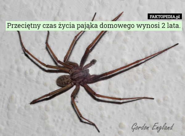 Przeciętny czas życia pająka domowego wynosi 2 lata. 