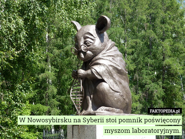 W Nowosybirsku na Syberii stoi pomnik poświęcony myszom laboratoryjnym. 