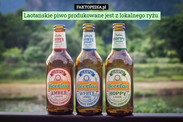 Laotańskie piwo produkowane jest z lokalnego ryżu. 