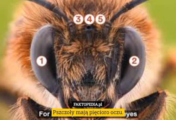 Pszczoły mają pięcioro oczu. 