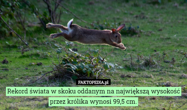 Rekord świata w skoku oddanym na największą wysokość przez królika wynosi 99,5 cm. 