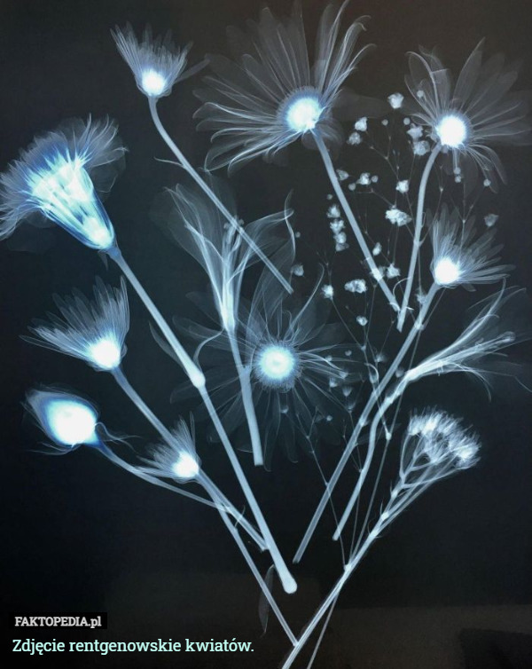 Zdjęcie rentgenowskie kwiatów. 