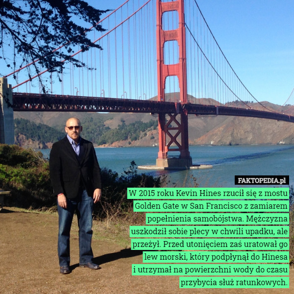 W 2015 roku Kevin Hines rzucił się z mostu Golden Gate w San Francisco z zamiarem popełnienia samobójstwa. Mężczyzna uszkodził sobie plecy w chwili upadku, ale przeżył. Przed utonięciem zaś uratował go lew morski, który podpłynął do Hinesa
i utrzymał na powierzchni wody do czasu przybycia służ ratunkowych. 