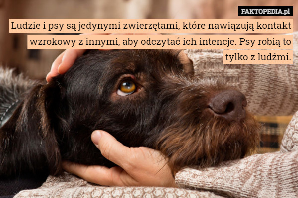 Ludzie i psy są jedynymi zwierzętami, które nawiązują kontakt wzrokowy z innymi, aby odczytać ich intencje. Psy robią to tylko z ludźmi. 