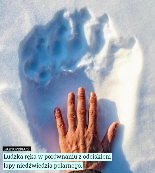 Ludzka ręka w porównaniu z odciskiem łapy niedźwiedzia polarnego. 
