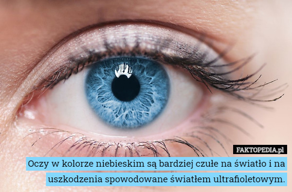 Oczy w kolorze niebieskim są bardziej czułe na światło i na uszkodzenia spowodowane światłem ultrafioletowym. 