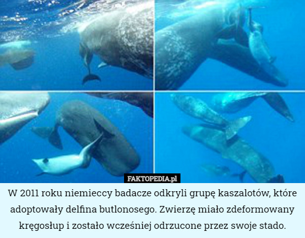 W 2011 roku niemieccy badacze odkryli grupę kaszalotów, które adoptowały delfina butlonosego. Zwierzę miało zdeformowany kręgosłup i zostało wcześniej odrzucone przez swoje stado. 