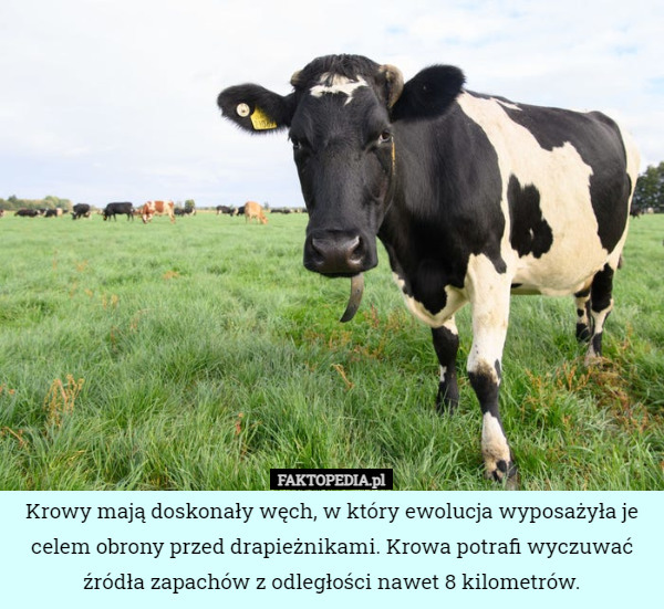 Krowy mają doskonały węch, w który ewolucja wyposażyła je celem obrony przed drapieżnikami. Krowa potrafi wyczuwać źródła zapachów z odległości nawet 8 kilometrów. 