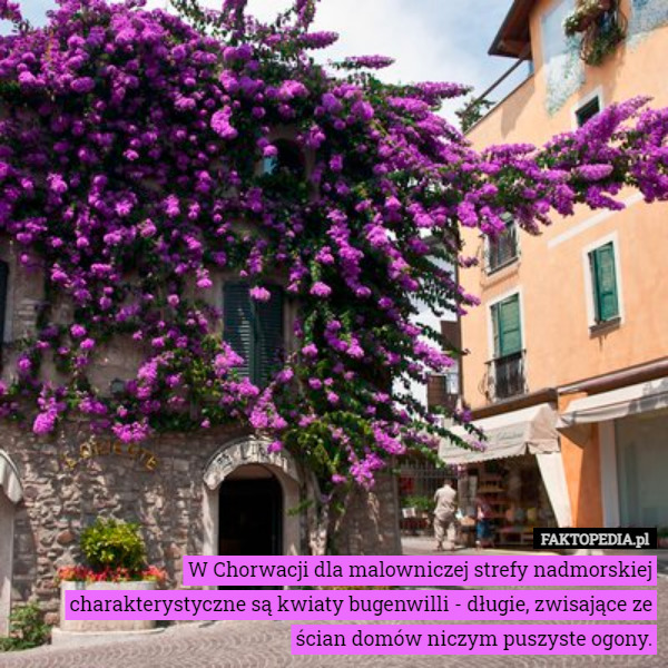 W Chorwacji dla malowniczej strefy nadmorskiej charakterystyczne są kwiaty bugenwilli - długie, zwisające ze ścian domów niczym puszyste ogony. 