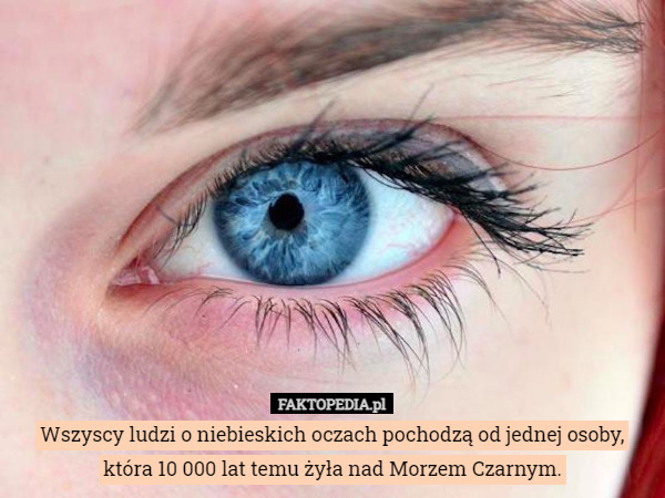 Wszyscy ludzi o niebieskich oczach pochodzą od jednej osoby, która 10 000 lat temu żyła nad Morzem Czarnym. 