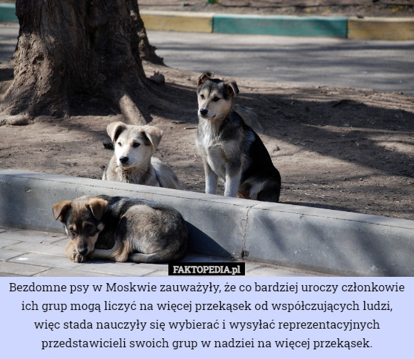 Bezdomne psy w Moskwie zauważyły, że co bardziej uroczy członkowie ich grup mogą liczyć na więcej przekąsek od współczujących ludzi, więc stada nauczyły się wybierać i wysyłać reprezentacyjnych przedstawicieli swoich grup w nadziei na więcej przekąsek. 