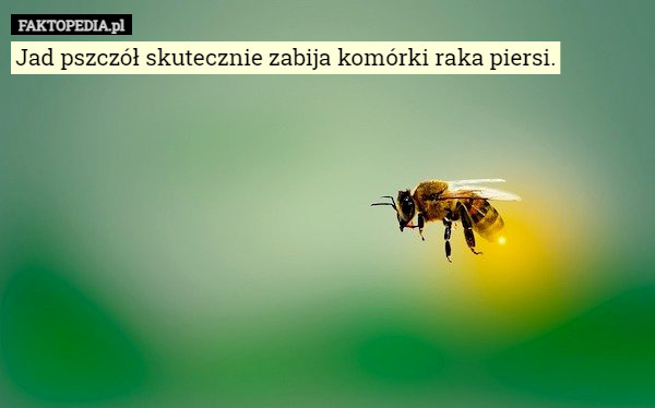 Jad pszczół skutecznie zabija komórki raka piersi. 