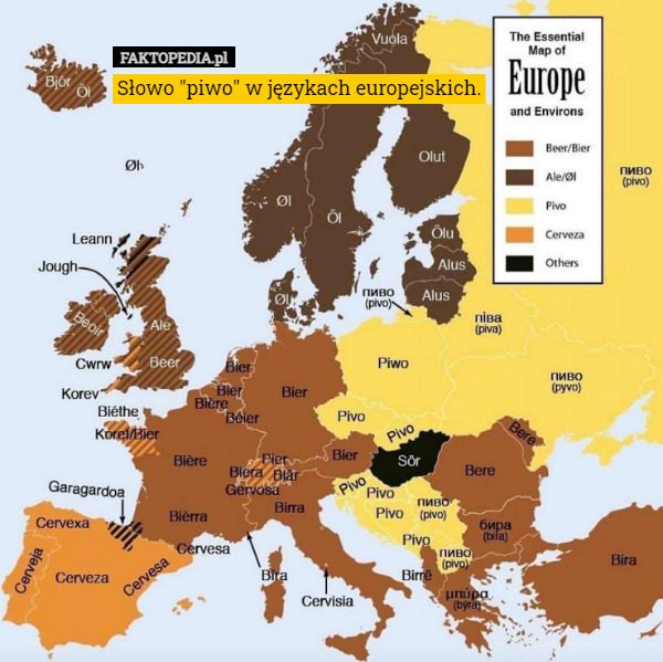 Słowo "piwo" w językach europejskich. 