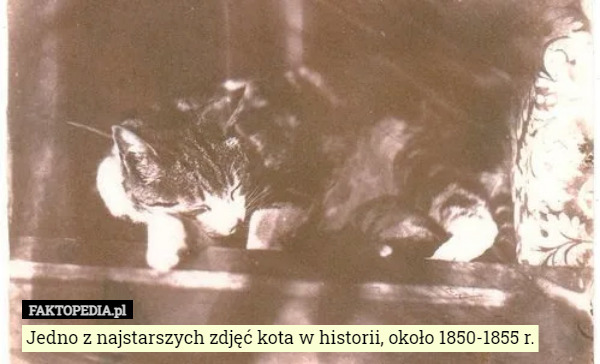 Jedno z najstarszych zdjęć kota w historii, około 1850-1855 r. 