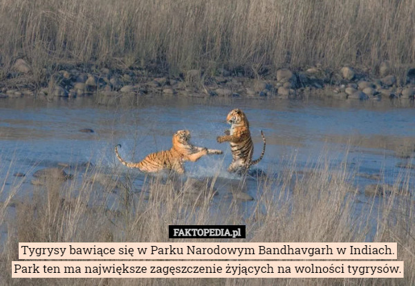 Tygrysy bawiące się w Parku Narodowym Bandhavgarh w Indiach. Park ten ma największe zagęszczenie żyjących na wolności tygrysów. 