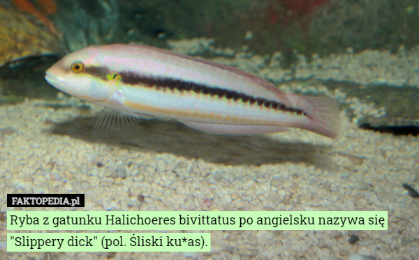 Ryba z gatunku Halichoeres bivittatus po angielsku nazywa się
"Slippery dick" (pol. Śliski ku*as). 