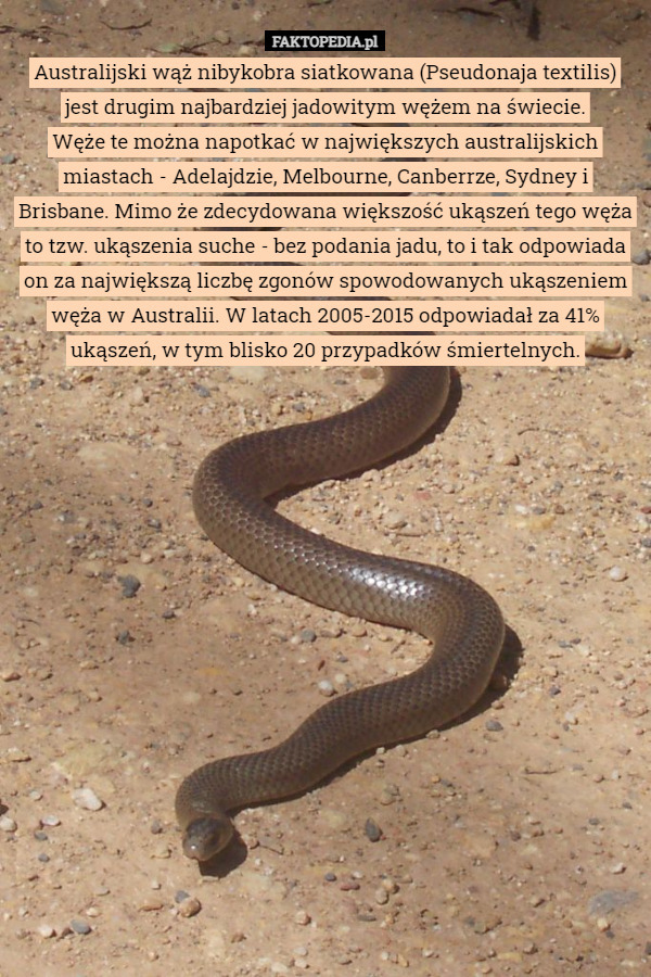 Australijski wąż nibykobra siatkowana (Pseudonaja textilis) jest drugim najbardziej jadowitym wężem na świecie.
Węże te można napotkać w największych australijskich miastach - Adelajdzie, Melbourne, Canberrze, Sydney i Brisbane. Mimo że zdecydowana większość ukąszeń tego węża to tzw. ukąszenia suche - bez podania jadu, to i tak odpowiada on za największą liczbę zgonów spowodowanych ukąszeniem węża w Australii. W latach 2005-2015 odpowiadał za 41% ukąszeń, w tym blisko 20 przypadków śmiertelnych. 