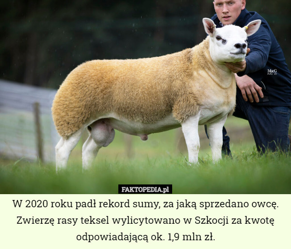 W 2020 roku padł rekord sumy, za jaką sprzedano owcę. Zwierzę rasy teksel wylicytowano w Szkocji za kwotę odpowiadającą ok. 1,9 mln zł. 