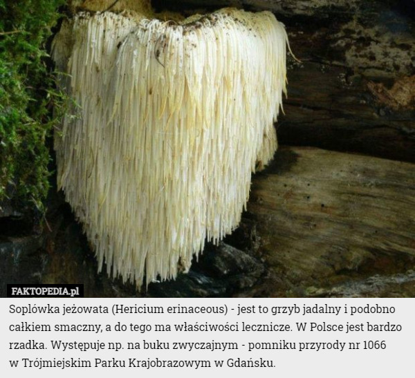 Soplówka jeżowata (Hericium erinaceous) - jest to grzyb jadalny i podobno całkiem smaczny, a do tego ma właściwości lecznicze. W Polsce jest bardzo rzadka. Występuje np. na buku zwyczajnym - pomniku przyrody nr 1066
 w Trójmiejskim Parku Krajobrazowym w Gdańsku. 