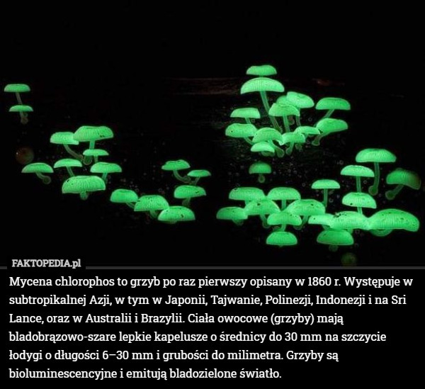 Mycena chlorophos to grzyb po raz pierwszy opisany w 1860 r. Występuje w subtropikalnej Azji, w tym w Japonii, Tajwanie, Polinezji, Indonezji i na Sri Lance, oraz w Australii i Brazylii. Ciała owocowe (grzyby) mają bladobrązowo-szare lepkie kapelusze o średnicy do 30 mm na szczycie łodygi o długości 6–30 mm i grubości do milimetra. Grzyby są bioluminescencyjne i emitują bladozielone światło. 