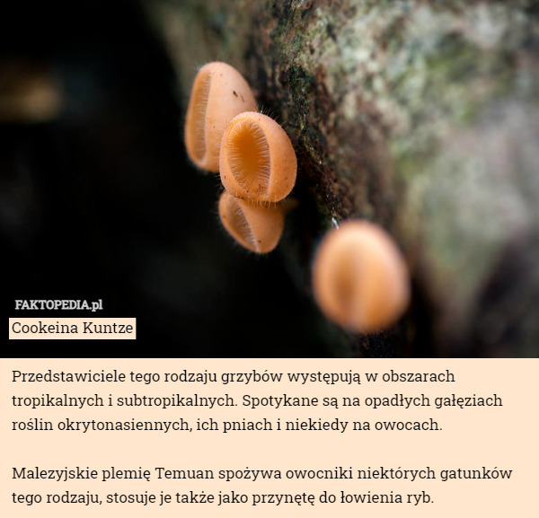 Cookeina Kuntze

Przedstawiciele tego rodzaju grzybów występują w obszarach tropikalnych i subtropikalnych. Spotykane są na opadłych gałęziach roślin okrytonasiennych, ich pniach i niekiedy na owocach.

 Malezyjskie plemię Temuan spożywa owocniki niektórych gatunków tego rodzaju, stosuje je także jako przynętę do łowienia ryb. 