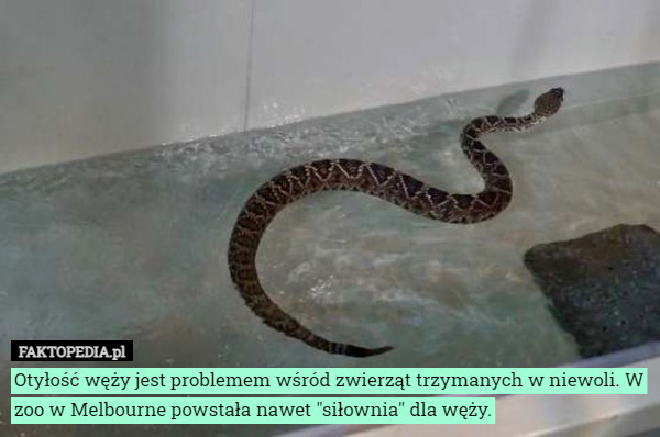 Otyłość węży jest problemem wśród zwierząt trzymanych w niewoli. W zoo w Melbourne powstała nawet "siłownia" dla węży. 