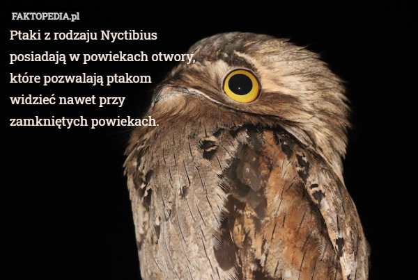 Ptaki z rodzaju Nyctibius
posiadają w powiekach otwory,
które pozwalają ptakom
widzieć nawet przy
zamkniętych powiekach. 