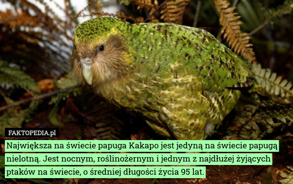 Największa na świecie papuga Kakapo jest jedyną na świecie papugą nielotną. Jest nocnym, roślinożernym i jednym z najdłużej żyjących ptaków na świecie, o średniej długości życia 95 lat. 