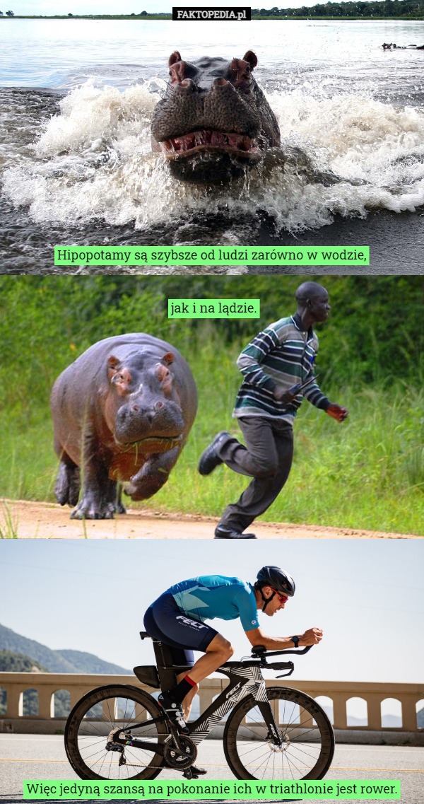 Hipopotamy są szybsze od ludzi zarówno w wodzie, jak i na lądzie. Więc jedyną szansą na pokonanie ich w triathlonie jest rower. 