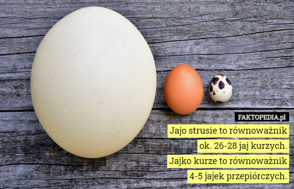 Jajo strusie to równoważnik ok. 26-28 jaj kurzych.
Jajko kurze to równoważnik 4-5 jajek przepiórczych. 