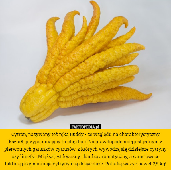 Cytron, nazywany też ręką Buddy - ze względu na charakterystyczny kształt, przypominający trochę dłoń. Najprawdopodobniej jest jednym z pierwotnych gatunków cytrusów, z których wywodzą się dzisiejsze cytryny czy limetki. Miąższ jest kwaśny i bardzo aromatyczny, a same owoce fakturą przypominają cytryny i są dosyć duże. Potrafią ważyć nawet 2,5 kg! 