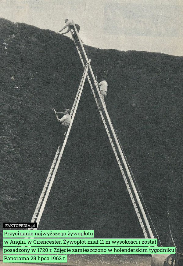 Przycinanie najwyższego żywopłotu
w Anglii, w Cirencester. Żywopłot miał 11 m wysokości i został posadzony w 1720 r. Zdjęcie zamieszczono w holenderskim tygodniku Panorama 28 lipca 1962 r. 