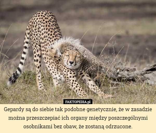 Gepardy są do siebie tak podobne genetycznie, że w zasadzie można przeszczepiać ich organy między poszczególnymi osobnikami bez obaw, że zostaną odrzucone. 