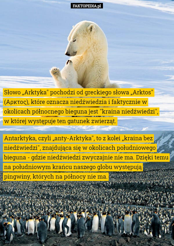 Słowo „Arktyka" pochodzi od greckiego słowa „Arktos" (Aρκτος), które oznacza niedźwiedzia i faktycznie w okolicach północnego bieguna jest "kraina niedźwiedzi",
 w której występuje ten gatunek zwierząt. Antarktyka, czyli „anty-Arktyka", to z kolei „kraina bez niedźwiedzi", znajdująca się w okolicach południowego bieguna - gdzie niedźwiedzi zwyczajnie nie ma. Dzięki temu na południowym krańcu naszego globu występują pingwiny, których na północy nie ma. 