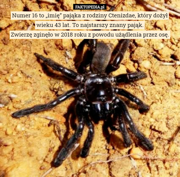 Numer 16 to „imię” pająka z rodziny Ctenizdae, który dożył wieku 43 lat. To najstarszy znany pająk.
Zwierzę zginęło w 2018 roku z powodu użądlenia przez osę. 