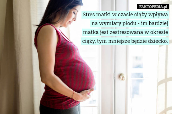 Stres matki w czasie ciąży wpływa na wymiary płodu - im bardziej matka jest zestresowana w okresie ciąży, tym mniejsze będzie dziecko. 