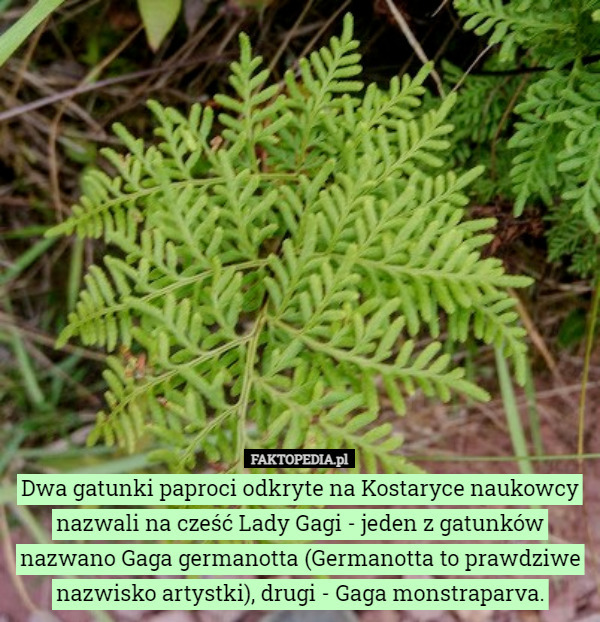 Dwa gatunki paproci odkryte na Kostaryce naukowcy nazwali na cześć Lady Gagi - jeden z gatunków nazwano Gaga germanotta (Germanotta to prawdziwe nazwisko artystki), drugi - Gaga monstraparva. 
