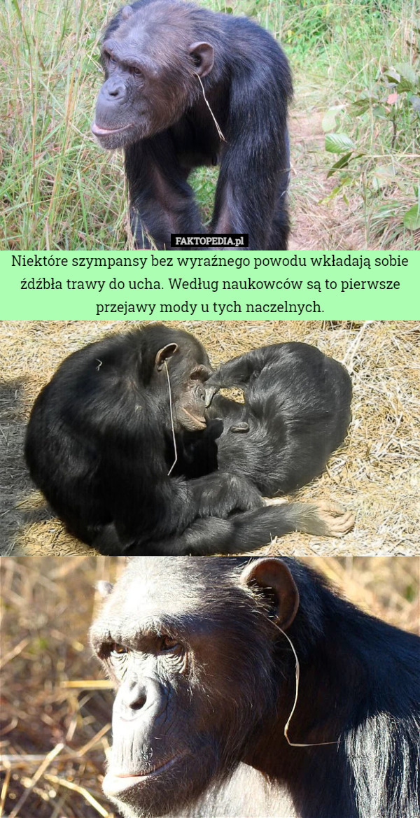 Niektóre szympansy bez wyraźnego powodu wkładają sobie źdźbła trawy do ucha. Według naukowców są to pierwsze przejawy mody u tych naczelnych. 