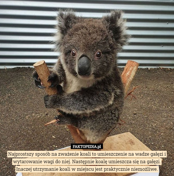 Najprostszy sposób na zważenie koali to umieszczenie na wadze gałęzi i wytarowanie wagi do niej. Następnie koalę umieszcza się na gałęzi.
 Inaczej utrzymanie koali w miejscu jest praktycznie niemożliwe. 