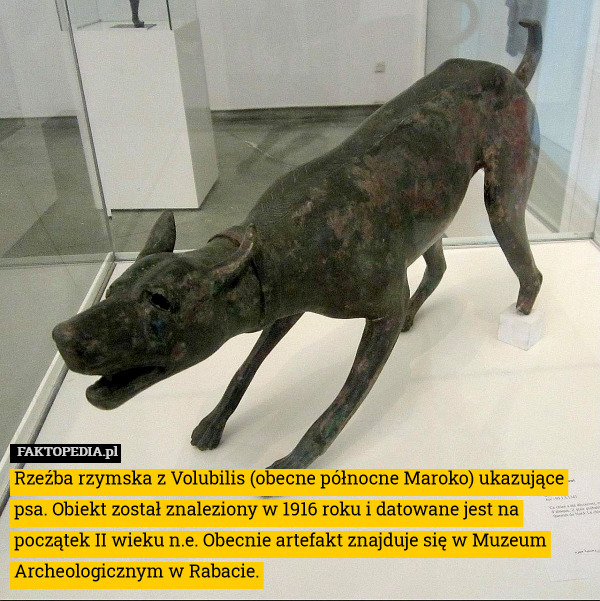 Rzeźba rzymska z Volubilis (obecne północne Maroko) ukazujące psa. Obiekt został znaleziony w 1916 roku i datowane jest na początek II wieku n.e. Obecnie artefakt znajduje się w Muzeum Archeologicznym w Rabacie. 