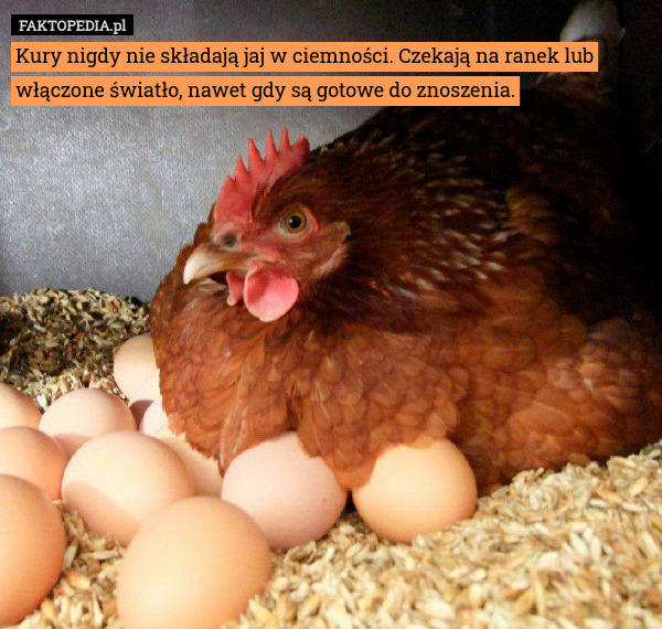 Kury nigdy nie składają jaj w ciemności. Czekają na ranek lub włączone światło, nawet gdy są gotowe do znoszenia. 